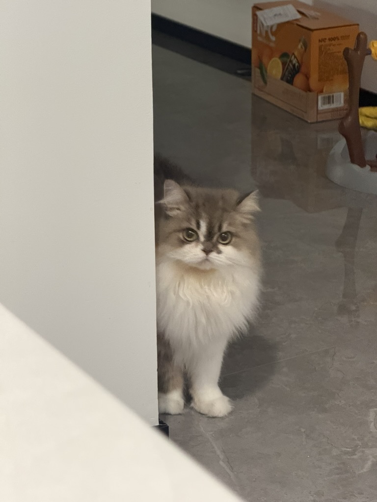 墙角猫